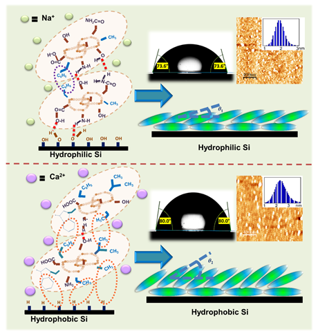 lysozyme bilayers